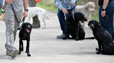 Serpentine: Working Through Distractions & Focusing on the Task