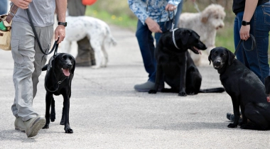 Serpentine: Working Through Distractions & Focusing on the Task