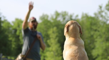 Casting Into Cover and Over Barriers