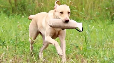 Lefts, Rights, & Keeping "Back" Strong