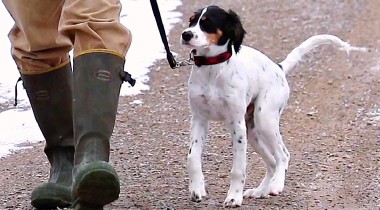 Formal Heel Training