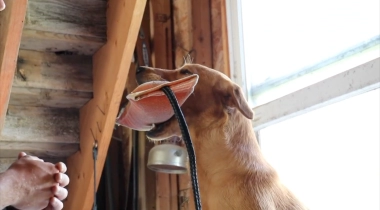 Movement and Dummies