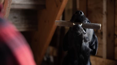 Intro to Hold Conditioning