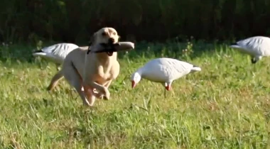 Preparing For the Hunt