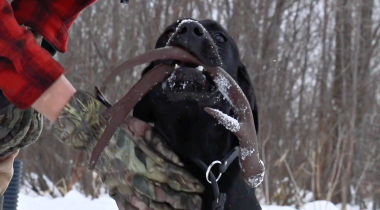 Intro to Shed Antler 