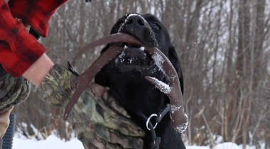 Intro to Shed Antler 