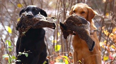 Cali's First Real Hunts: WI Grouse & Woodcock