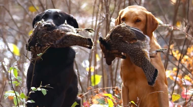 Cali's First Real Hunts: WI Grouse & Woodcock