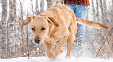 Lining Through Cover & Intro to Birds