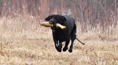 Marking with Gunfire 