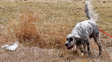 Pointers on Pigeons: Drills, Setups, & Steadiness