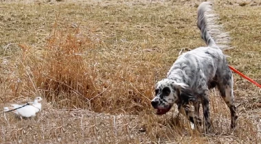 Pointers on Pigeons: Drills, Setups, & Steadiness