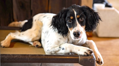 Place Training a Setter Puppy