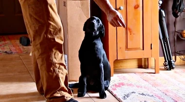 Basic Steadiness and Hunt Command