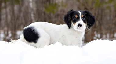 Recall & Beginning Heel