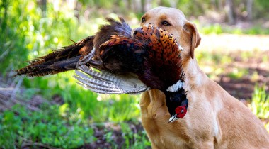 Hand Signals: Back, Left, & Right 