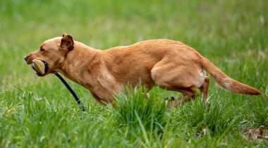 Marking Drills & Confidence Flushing Birds