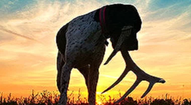 Shed Dog Training For Any Breed! (Seminar)