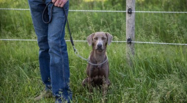 Teaching a Dog Remote Sit and Steadiness