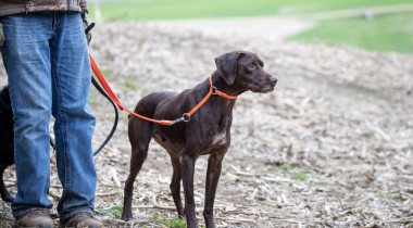 Steadiness and Denials