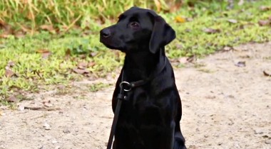 Continuation of Foundational Training