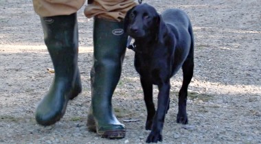 Intro to Heel and Sit