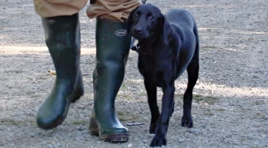 Intro to Heel and Sit