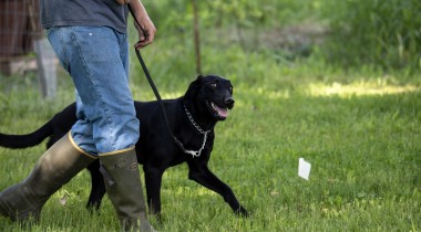 Teaching a Dog to Heel 