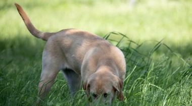 Teaching a Dog the Hunt Command