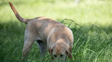 Teaching a Dog the Hunt Command