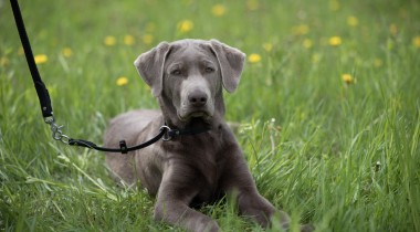 Training a Dog for Game Recovery