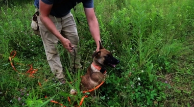 Training a Tracking Dog