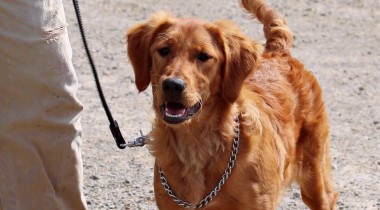 Wrangling the Monster: Starting Heel Work