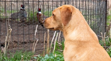 Intro to Live & Fresh Killed Birds 