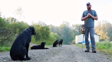 Heeling Through "Cover" and Working with Multiple Dogs
