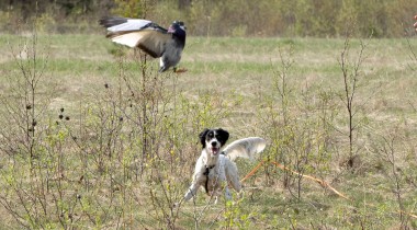 "Woah" Command: Adding Pigeons