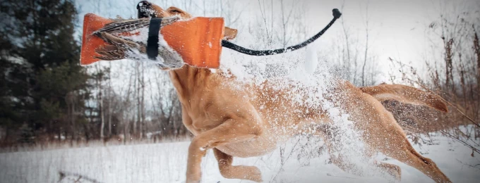 The DogBone Pawdcast