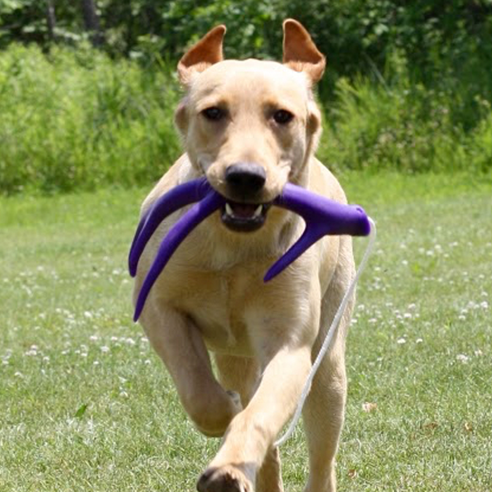 are antlers good chew toys for dogs