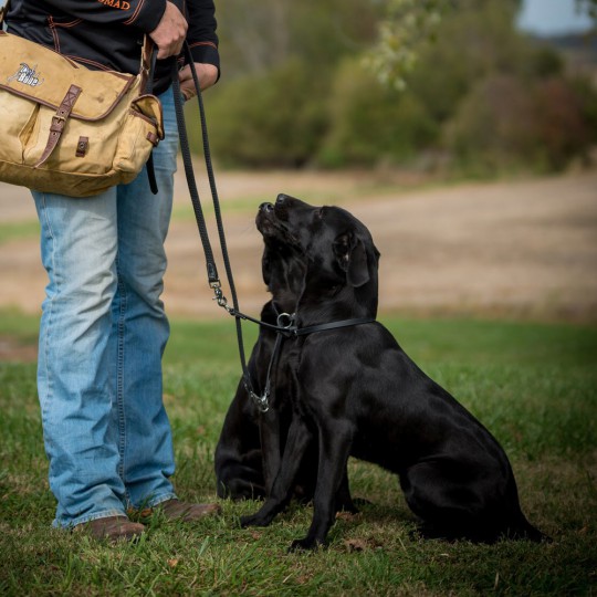 Dog Obedience Equipment | DogBone Hunter