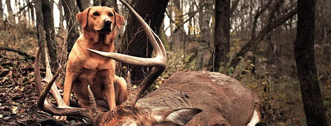 Game Recovery Dog Training