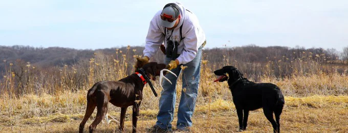 Shed Dog Training Content