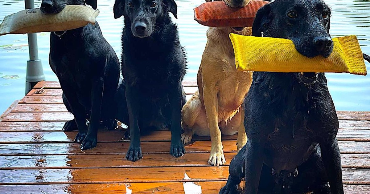 General Dog Training Videos DogBone Hunter