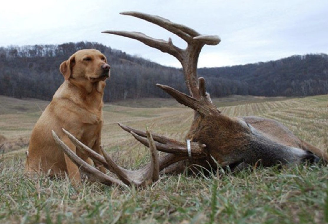 how to train dogs to run deer