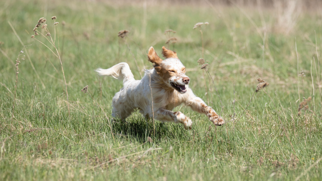 Why Dogs Always Happy To See You - Wag!, image size:1280x720