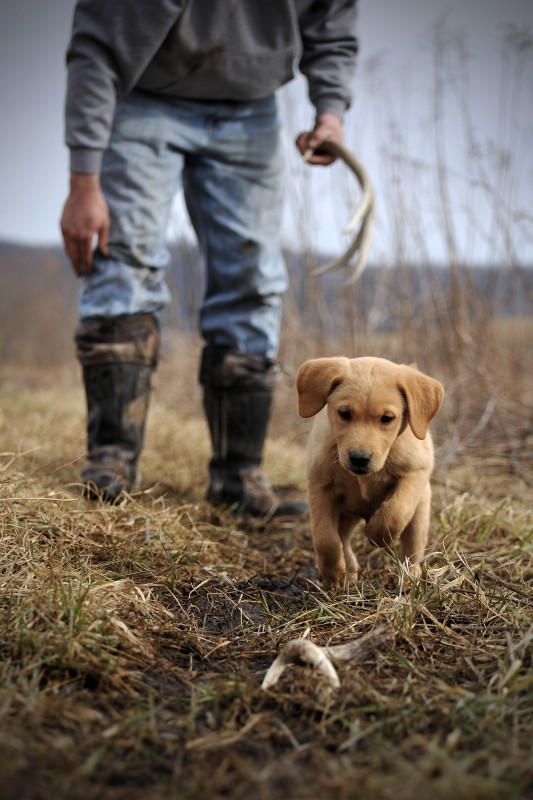 How Old Should a Dog Be to Start Training: Expert Tips Revealed