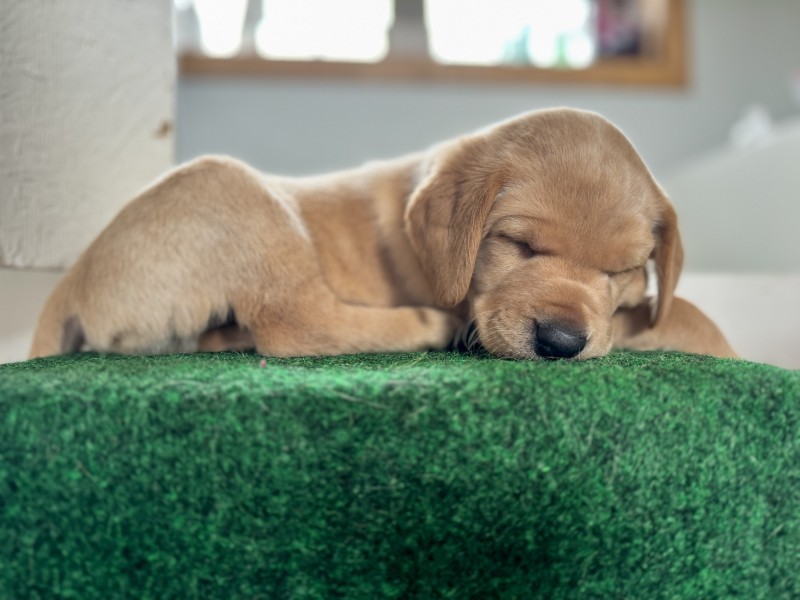 how to crate train a crying puppy