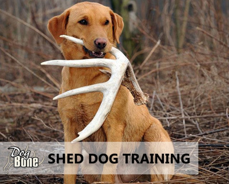 Trained shed store dogs for sale