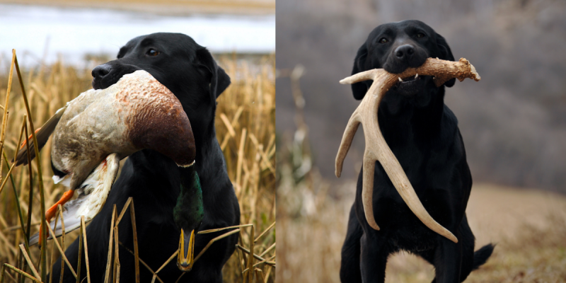 Trained shed dogs for fashion