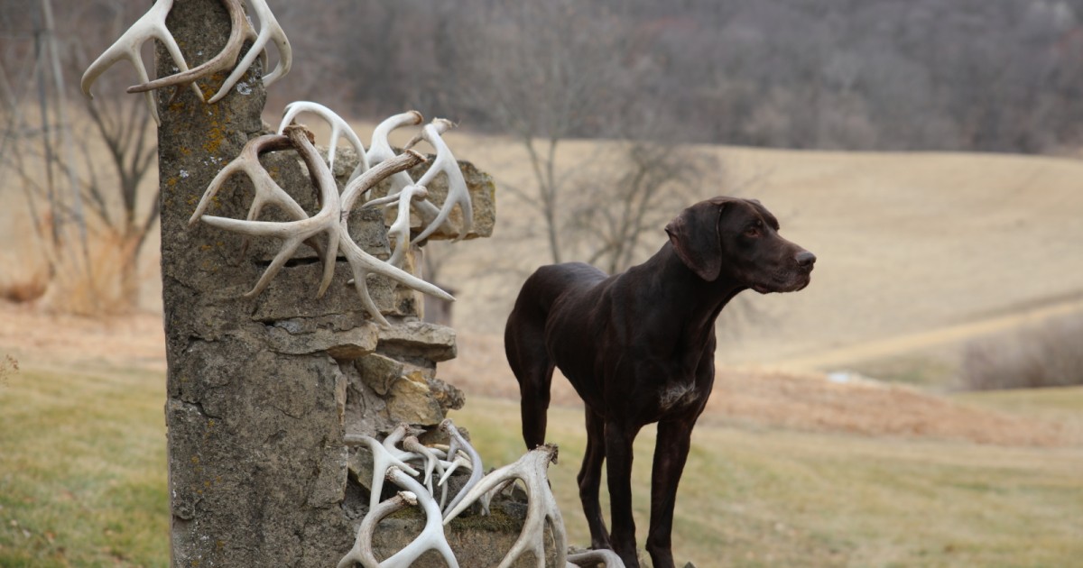 Shed hunting sale labs for sale