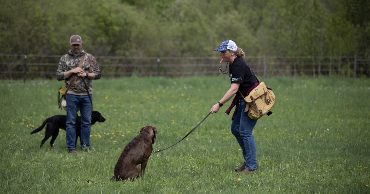 LEARNING PILE WORK WITH YOUR GUN DOG — Lone Duck Outfitters